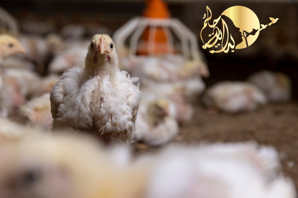 دراسة جدوي دواجن لاحم بالرياض