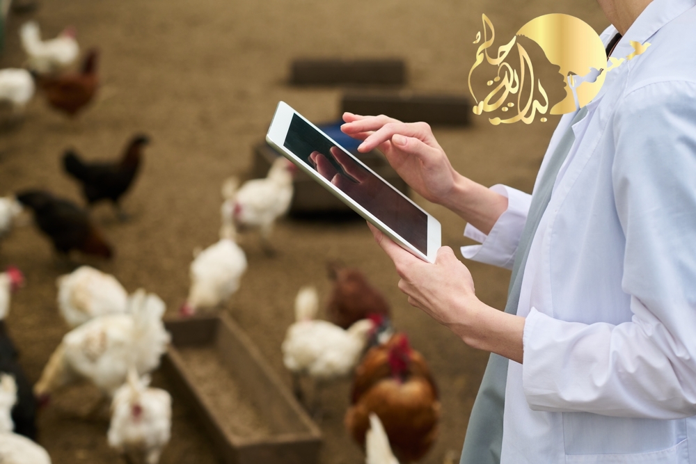 دراسة جدوي دواجن بياض بالسعودية