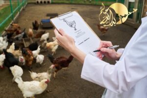 دراسة جدوي دواجن لاحم بالرياض